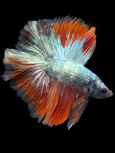 Load image into Gallery viewer, Male Fullmoon - Fancy Copper #853 - Live Betta Fish

