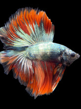 Load image into Gallery viewer, Male Fullmoon - Fancy Copper #853 - Live Betta Fish
