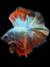 Load image into Gallery viewer, Male Fullmoon - Fancy Copper #853 - Live Betta Fish
