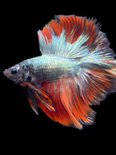Load image into Gallery viewer, Male Fullmoon - Fancy Copper #853 - Live Betta Fish
