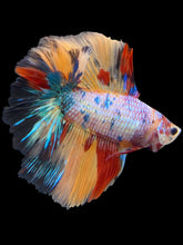 Load image into Gallery viewer, Male Fullmoon - Multicolor #860 - Live Betta Fish
