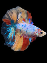 Load image into Gallery viewer, Male Fullmoon - Multicolor #860 - Live Betta Fish
