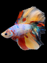 Load image into Gallery viewer, Male Fullmoon - Multicolor #860 - Live Betta Fish
