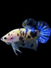 Load image into Gallery viewer, Male Halfmoon Plakat - Yellow Galaxy #863 - Live Betta Fish
