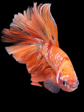 Load image into Gallery viewer, Female Halfmoon Plakat - Candy #865 - Live Betta Fish
