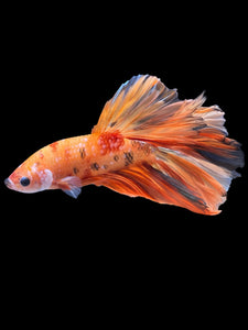 Female Halfmoon Plakat - Candy #865 - Live Betta Fish