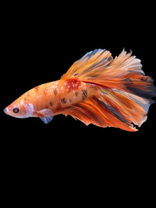 Female Halfmoon Plakat - Candy #865 - Live Betta Fish