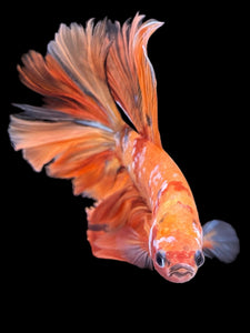 Female Halfmoon Plakat - Candy #865 - Live Betta Fish