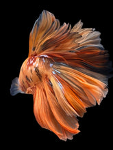 Load image into Gallery viewer, Female Halfmoon Plakat - Candy #865 - Live Betta Fish
