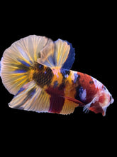 Load image into Gallery viewer, Male Halfmoon Plakat - Multicolor #867 - Live Betta Fish
