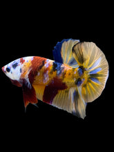 Load image into Gallery viewer, Male Halfmoon Plakat - Multicolor #867 - Live Betta Fish
