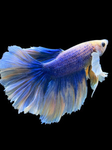 Male Rosetail - Dumbo #871 - Live Betta Fish
