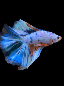 Male Fullmoon - Candy #873 - Live Betta Fish