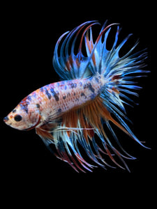Male Crowntail - Candy #877 - Live Betta Fish