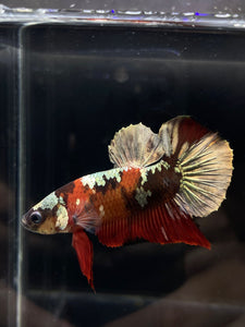 Male Halfmoon Plakat - Red Koi Copper #880 - Live Betta Fish