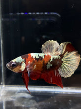 Load image into Gallery viewer, Male Halfmoon Plakat - Red Koi Copper #880 - Live Betta Fish
