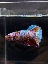 Load image into Gallery viewer, Male Halfmoon Plakat - Multicolor #886 - Live Betta Fish
