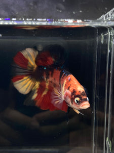 GIANT Male Halfmoon Plakat - Nemo Galaxy #891 - Live Betta Fish