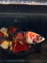 Load image into Gallery viewer, GIANT Male Halfmoon Plakat - Nemo Galaxy #891 - Live Betta Fish
