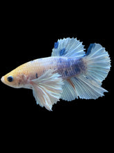 Load image into Gallery viewer, Male Halfmoon Plakat - Candy Dumbo #894 - Live Betta Fish
