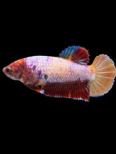 Load image into Gallery viewer, Female Halfmoon Plakat - Multicolor #895 - Live Betta Fish
