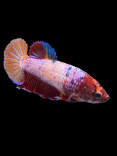 Load image into Gallery viewer, Female Halfmoon Plakat - Multicolor #895 - Live Betta Fish
