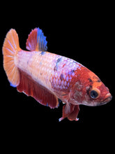 Load image into Gallery viewer, Female Halfmoon Plakat - Multicolor #895 - Live Betta Fish
