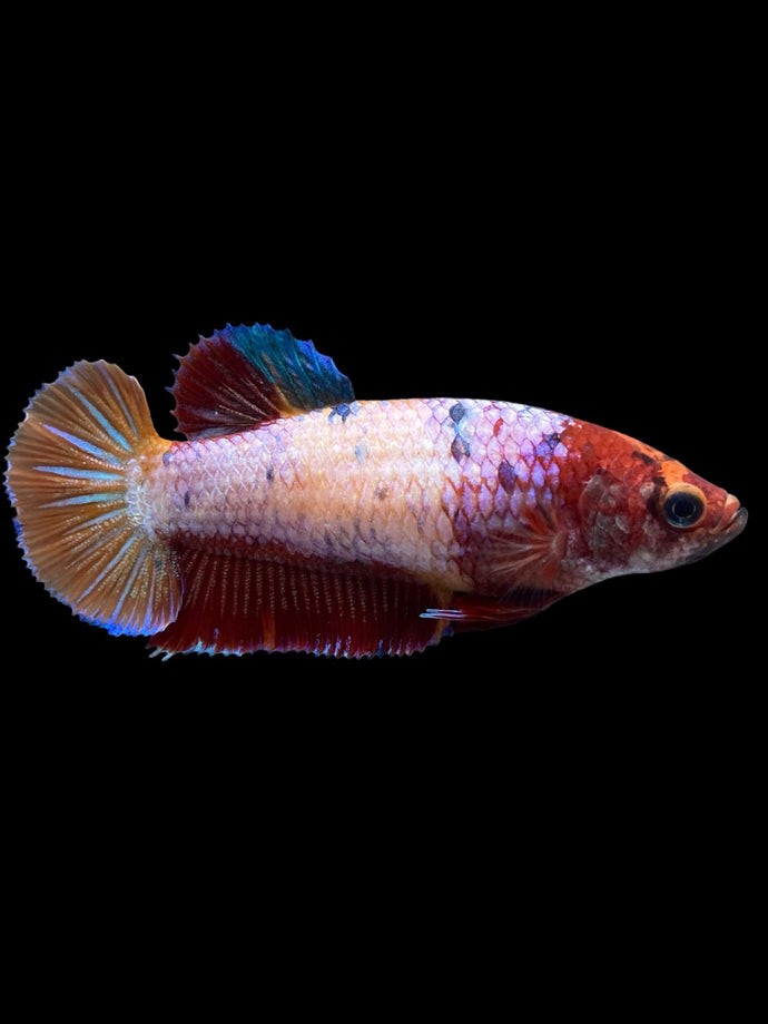 Female Halfmoon Plakat - Multicolor #895 - Live Betta Fish