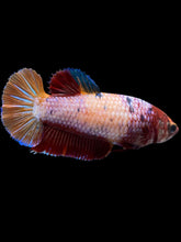 Load image into Gallery viewer, Female Halfmoon Plakat - Multicolor #895 - Live Betta Fish
