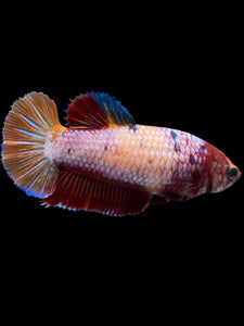 Female Halfmoon Plakat - Multicolor #895 - Live Betta Fish