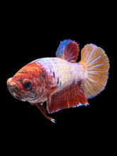 Load image into Gallery viewer, Female Halfmoon Plakat - Multicolor #895 - Live Betta Fish
