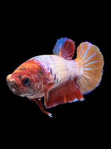 Female Halfmoon Plakat - Multicolor #895 - Live Betta Fish