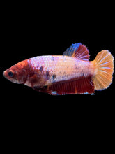 Load image into Gallery viewer, Female Halfmoon Plakat - Multicolor #895 - Live Betta Fish
