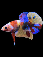 Load image into Gallery viewer, Male Halfmoon Plakat - Multicolor #899 - Live Betta Fish
