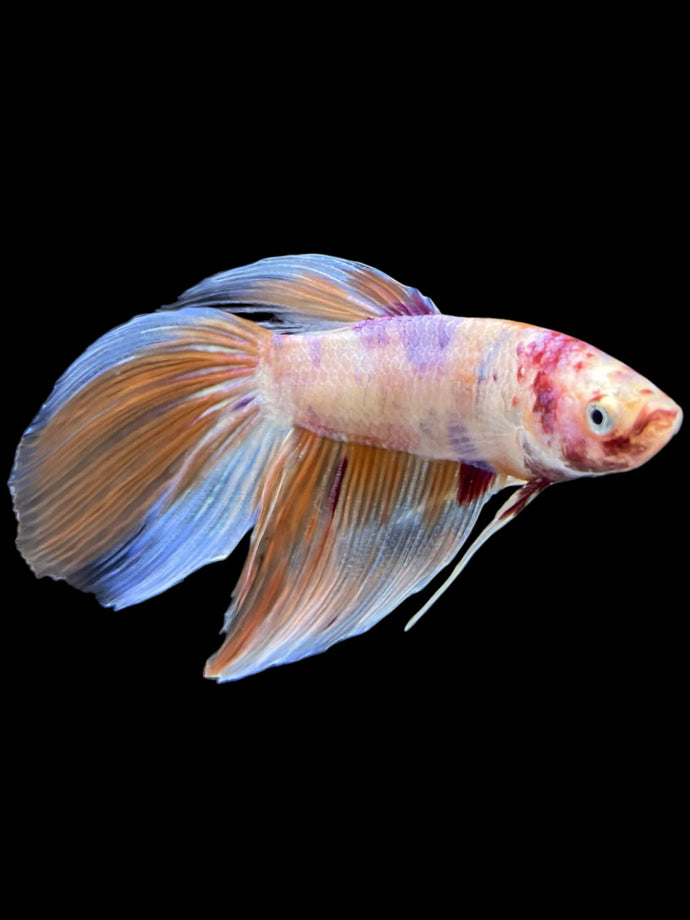 Male Veiltail - Purple Candy #905 - Live Betta Fish