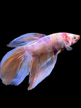 Load image into Gallery viewer, Male Veiltail - Purple Candy #905 - Live Betta Fish
