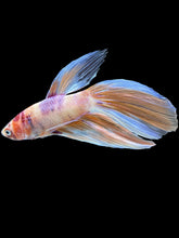 Load image into Gallery viewer, Male Veiltail - Purple Candy #905 - Live Betta Fish
