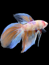 Load image into Gallery viewer, Male Veiltail - Purple Candy #905 - Live Betta Fish
