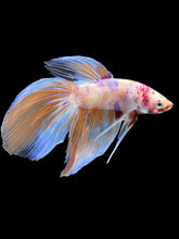 Load image into Gallery viewer, Male Veiltail - Purple Candy #905 - Live Betta Fish
