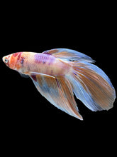 Load image into Gallery viewer, Male Veiltail - Purple Candy #905 - Live Betta Fish
