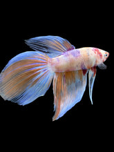 Load image into Gallery viewer, Male Veiltail - Purple Candy #905 - Live Betta Fish

