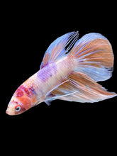 Load image into Gallery viewer, Male Veiltail - Purple Candy #905 - Live Betta Fish
