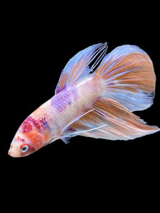 Male Veiltail - Purple Candy #905 - Live Betta Fish
