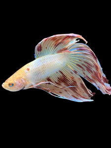 TOP GRADE Female Halfmoon - Dumbo #907 - Live Betta Fish