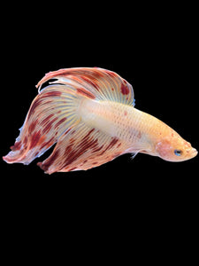 TOP GRADE Female Halfmoon - Dumbo #907 - Live Betta Fish