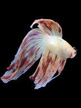 Load image into Gallery viewer, Male Veiltail - Vanda #907 - Live Betta Fish
