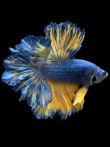 Male Feather Tail - Blue Mustard #909 - Live Betta Fish