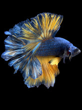 Load image into Gallery viewer, Male Feather Tail - Blue Mustard #909 - Live Betta Fish
