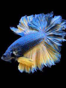 Male Feather Tail - Blue Mustard #909 - Live Betta Fish