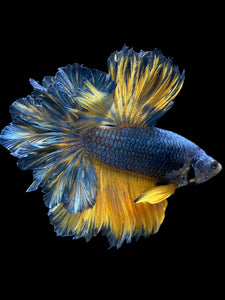 Male Feather Tail - Blue Mustard #909 - Live Betta Fish